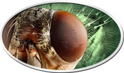 2 Dollars - Elizabeth II Housefly, Niue, 2014 reverse image