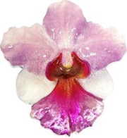 2 Dollars - Elizabeth II Orchid, Niue, 2020 reverse image