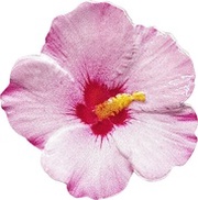 2 Dollars - Elizabeth II Shrub Althea, Niue, 2020 reverse image