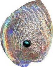 5 Dollars Haliotis iris, Palau, 2012 reverse image