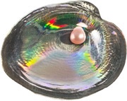 5 Dollars Cyrtonaias Tampicoensis, Palau, 2014 reverse image