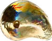 5 Dollars Hyriopsis cumingii, Palau, 2014 reverse image