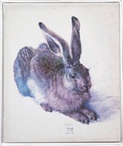 ½ Dollar - Elizabeth II Young Hare, Solomon Islands, 2016 reverse image