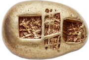 Stater, Greece (ancient), 625 BC - 600 BC reverse image