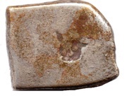 ½ Karshapana - Ashoka, India (ancient), 304 BC - 232 BC reverse image