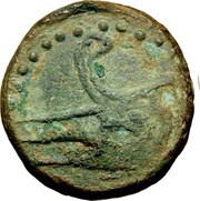 Æ14 Capricorn with globe; Forum Iulii obverse image