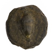 Semuncia Anonymous obverse image