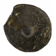 Uncia Anonymous obverse image