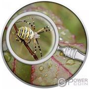 500 Francs Wasp spider reverse image