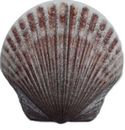 1 Dollar Scallop Shell, Fiji, 2019 reverse image