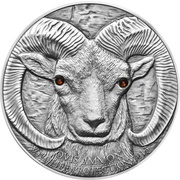 500 Tögrög Argali Ovis Ammon reverse image