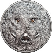 500 Tögrög Wild Boar – Sus scrofa, Mongolia, 2018 reverse image